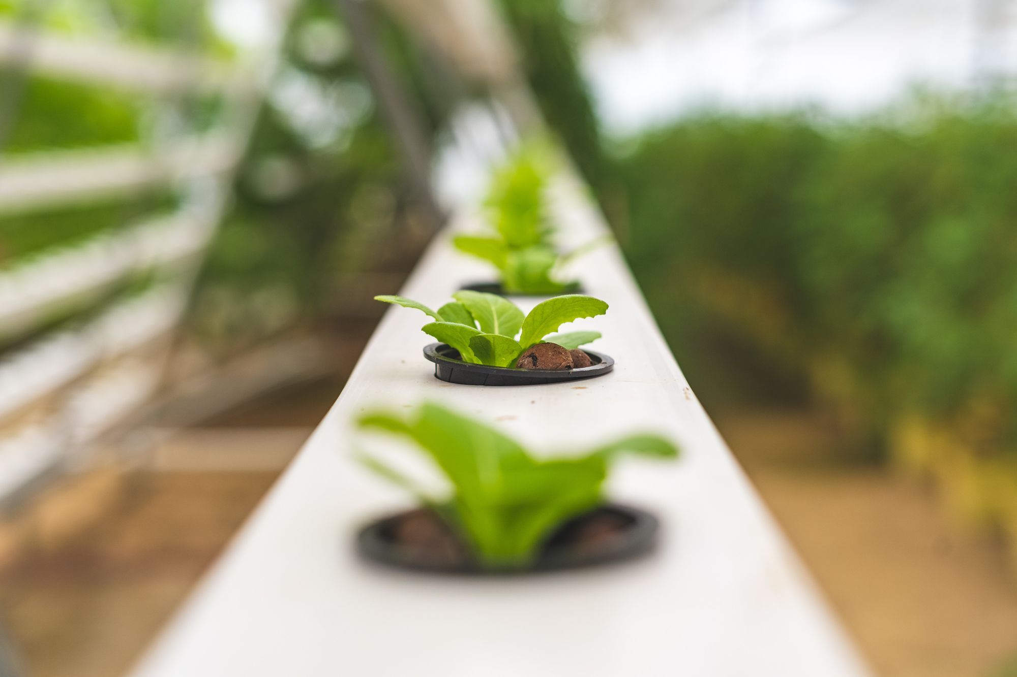 How the UAE and KSA are tackling food security issues